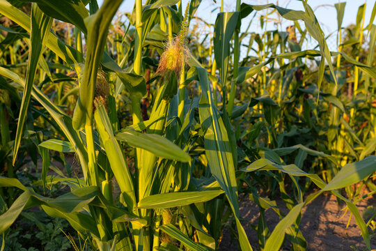  growing corn