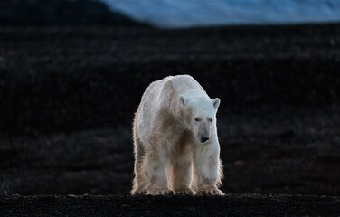 Polar bear at black pebble beach in Svalbard