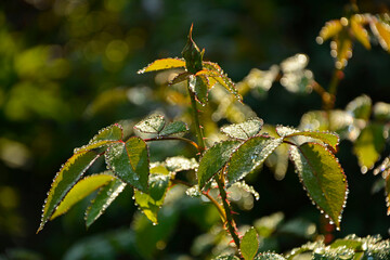 pąk róży na pędzie pokryty kroplami rosy, zielony pędy róży pokryty rosą, close up of dew covered green plant buds, rose bud covered with dewdrops © kateej