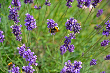 trzmiel na lawendzie, bumblebee on lavender, bumblebee on lavender flowers 