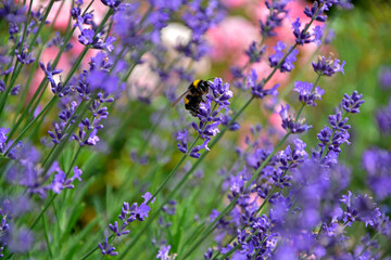 trzmiel na lawendzie, trzmiel na kwitach lawendy na różowym tle, bumblebee on lavender, bumblebee on lavender flowers on a pink background	
