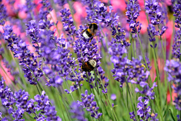 trzmiel na lawendzie, trzmiel na kwitach lawendy na różowym tle, bumblebee on lavender, bumblebee on lavender flowers on a pink background	