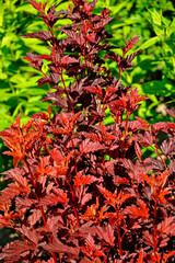 Pęcherznica kalinolistna o czerwonych liściach, pęcherznica odmiany 