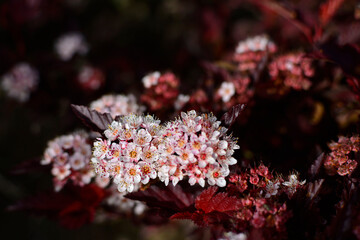 Pęcherznica kalinolistna Little Angel, Physocarpus opulifolius, kwitnąca pęcherznica o czerwonych liściach, common ninebark,Eastern ninebark, White blossom and dark red leaves on a Physocarpus 