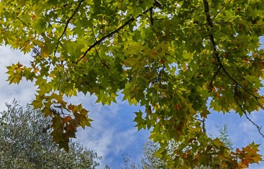 Tree leaves in autumn. Levada, madeira parque das queimadas, pico das piedras, pico ruivo, portugal.