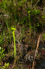 pitcher plant