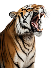 Fototapeta premium PNG An angry tiger roaring wildlife portrait animal.