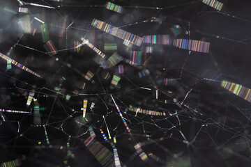 Abstract Web in Dark Light