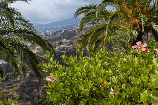Botanic gardens at Funchal Madeira Portugal. View on Funchal. Palmtrees.