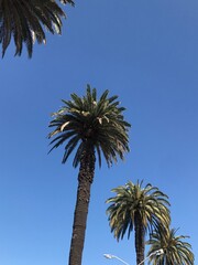 Photo of the palm trees lined up on the side of the avenue