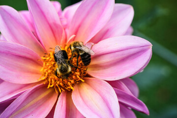 Large pink dahlia, called Lucky Number, with a two bees collecting the pollen.