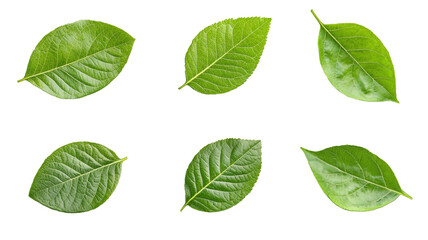 Six different green leaves, each with a unique shape and size
