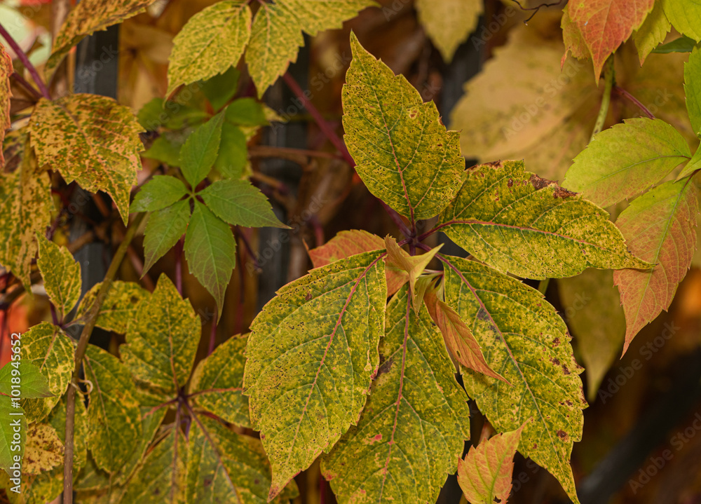 Wall mural detailed view of diverse autumn leaves transitioning, showing a mix of green, yellow, and brown hues