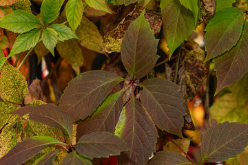 Vibrant autumn leaves with a rich color palette, captured in detail, embodying the serene and picturesque fall season.