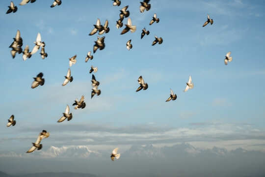Flock of Birds Flying Against a Clear Sky at Dusk