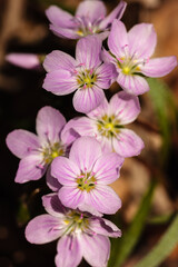 Overhead view of row of  Spring Beauty wildflowers in the early-May morning springtime sunshine within the Pike Lake Unit, Kettle Moraine State Forest, Hartford, Wisconsin