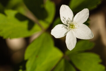 Overhead view of a Wood Anemone flower, growing in mid-May within the Pike Lake Unit, Kettle Moraine State Forest, Hartford, Wisconsin, as the morning sun casts shadows