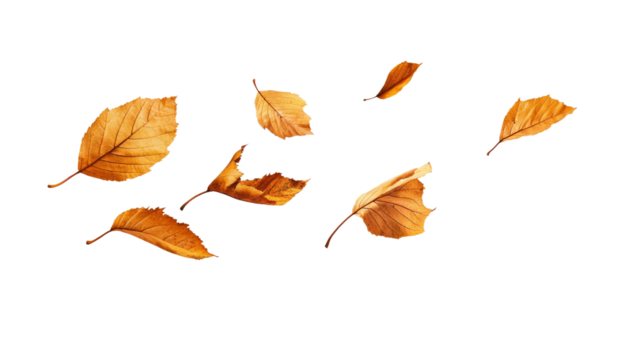 A series of yellow leaves are flying through the air