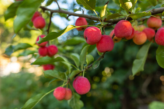 many beautiful apples on a branch