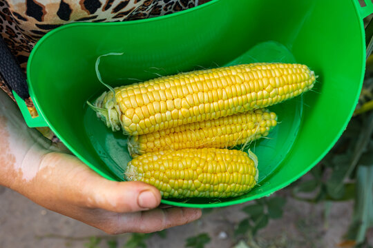 pumpkins of shelled corn