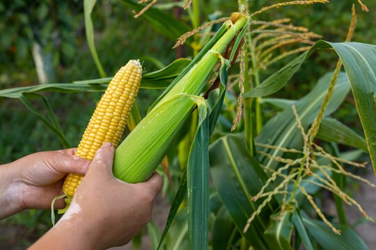 corn cleaning process