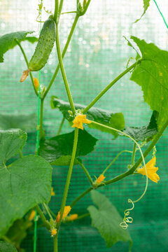 beautiful cucumber on the bush