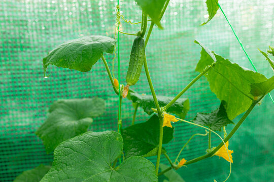 beautiful cucumber bush