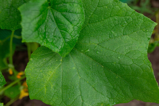cucumber leaf