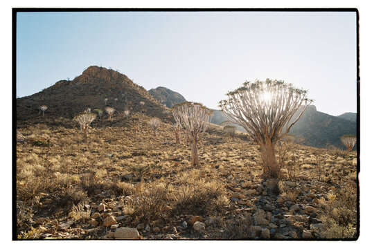 Desert quiver trees at sunrise