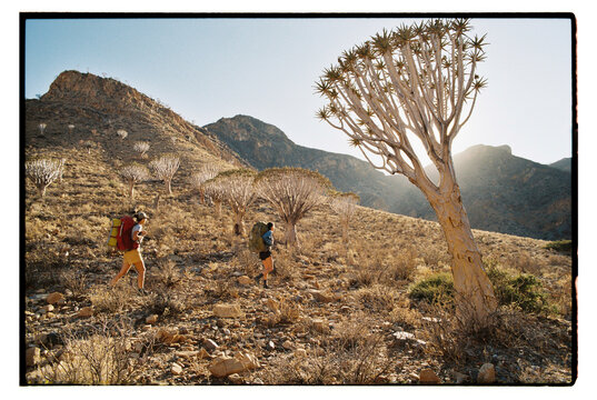 Hiking past desert quiver trees