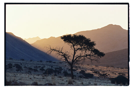 Desert tree landscape