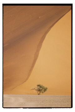 Dune and Tree