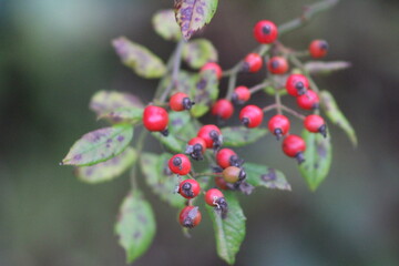 Obraz premium Berries In Nature 