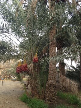The photo captures a cluster of ripening dates hanging from the palm trees. The vibrant green palm fronds sway gently around them,  highlighting the natural beauty of the ripening fruit.