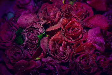 Beautiful red roses background, dark, celebration.