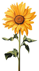 Fototapeta premium PNG Minimal space sunflower plant inflorescence asteraceae.