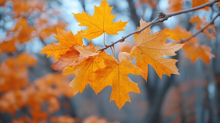 Fototapeta premium natural autumn park scene with vibrant orange leaves, creating a scenic and colorful backdrop, perfect for capturing the beauty of the season and outdoor nature photography