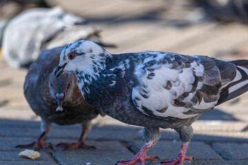 pigeon eating on the ground