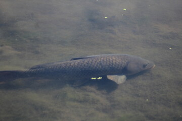 Fototapeta premium Carp