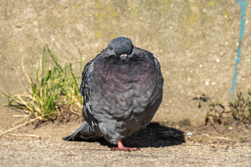 Pigeon in urban environments. Pigeon sleeps. Pigeon hides his beak. Close-up.
