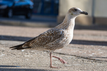 Water bird. Seagull in town, market territory. Close-up.