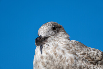 Seagull - Close Up view of wild seagull sea bird