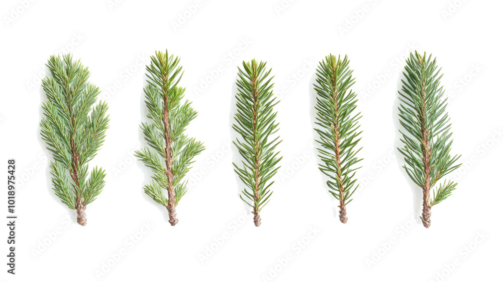 Poster collection of isolated green spruce branches arranged in a row generative ai