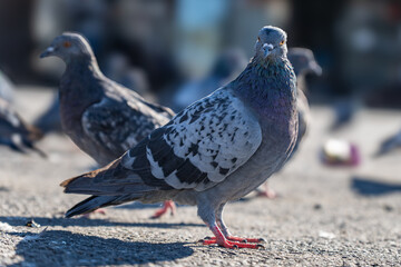 Pigeon in urban environments. Pigeon sleeps. Pigeon hides his beak. Close-up.