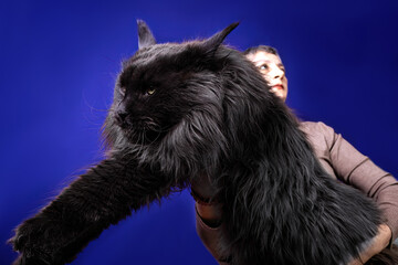 Naklejka premium The woman holds in her arms a giant black maine coon cat.