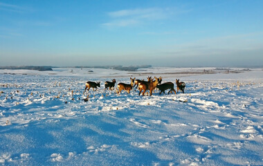 Naklejka premium A large flock of roe deer on the snowy field at sunny winter day. Flock of European roe deer (Capreolus capreolus).