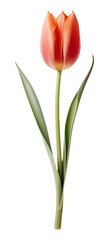 Fototapeta premium PNG Tulip flower plant inflorescence.