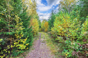 Scenic forest path surrounded by vibrant autumn foliage with green and yellow trees under partly cloudy sky. Sweden.