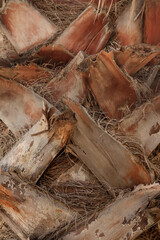 Palm tree trunk texture. Palm tree, bark close-up. Natural background, details. Palm tree bark detailing