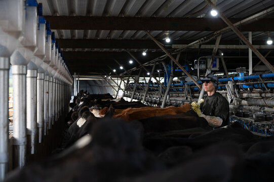 Ultrasound pregnancy testing of dairy cattle